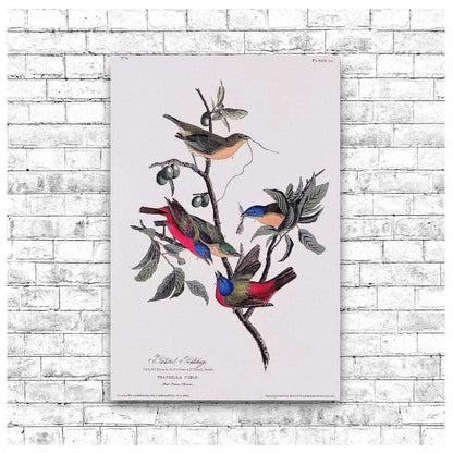 Painted Finch by John J. Audubon