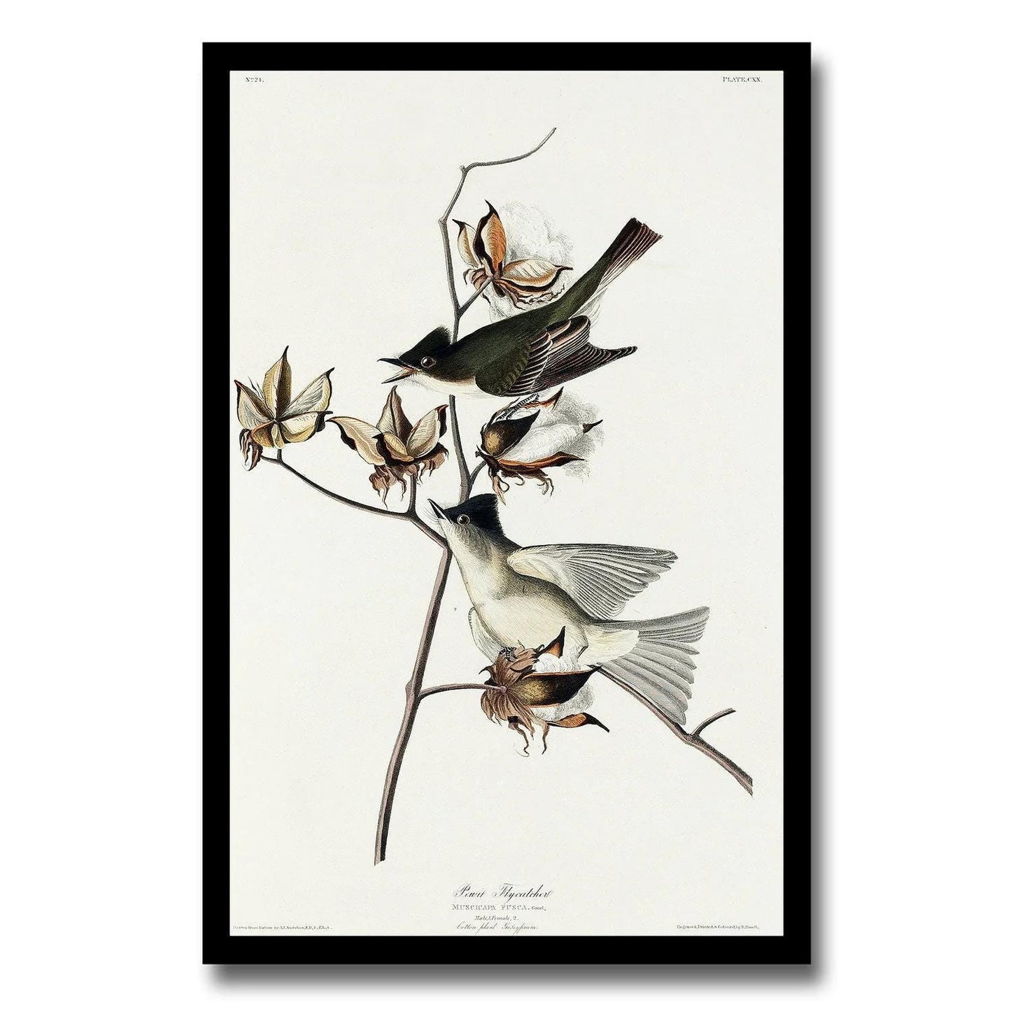 Pewit Flycatcher by John J. Audubon