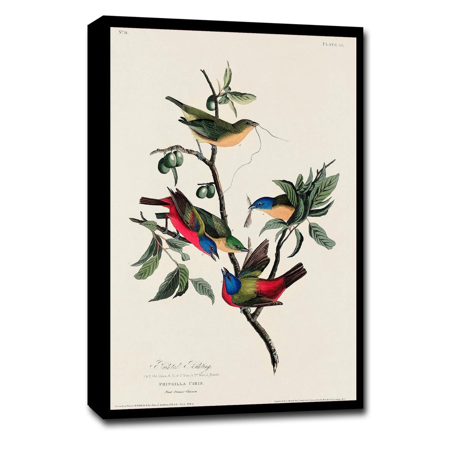Pewit Flycatcher by John J. Audubon