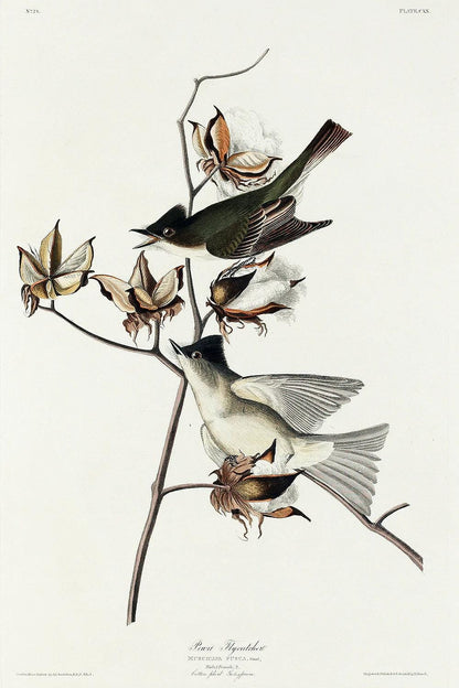 Pewit Flycatcher by John J. Audubon
