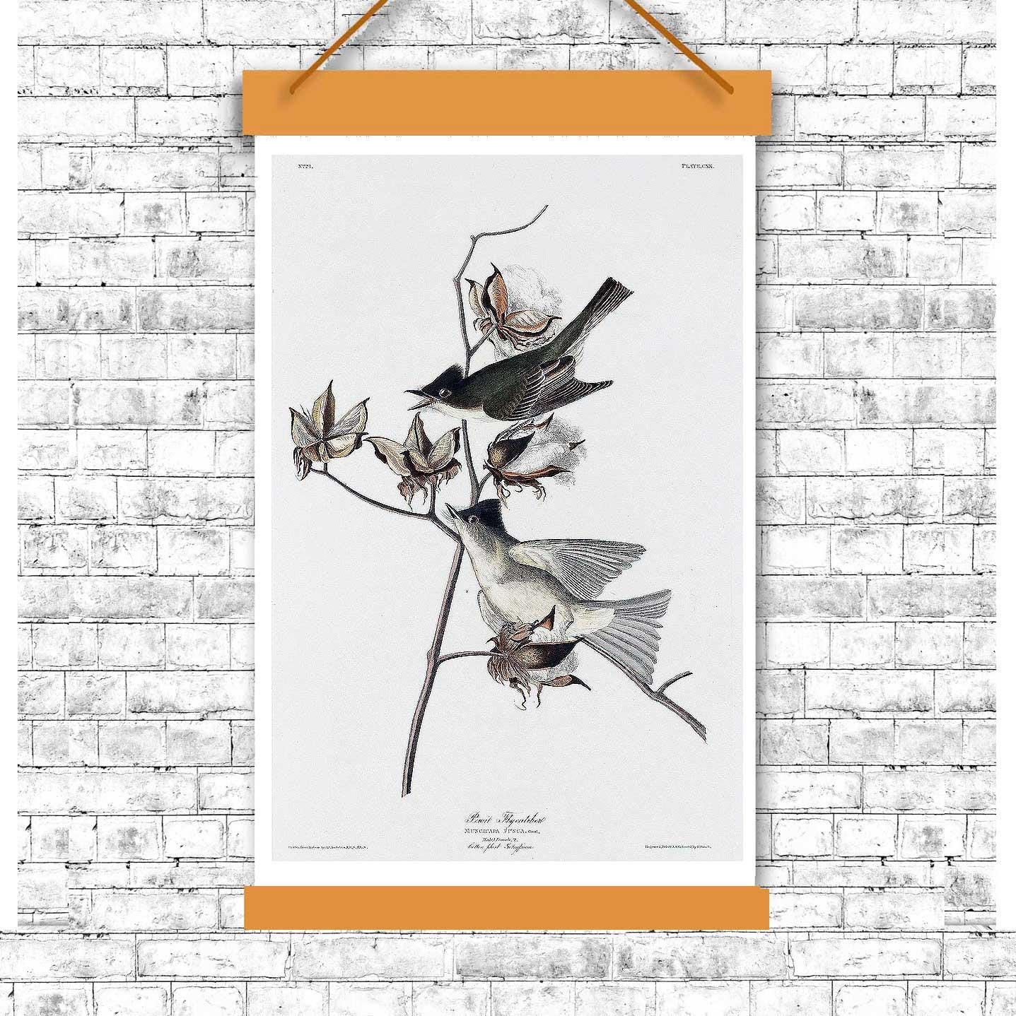 Pewit Flycatcher by John J. Audubon
