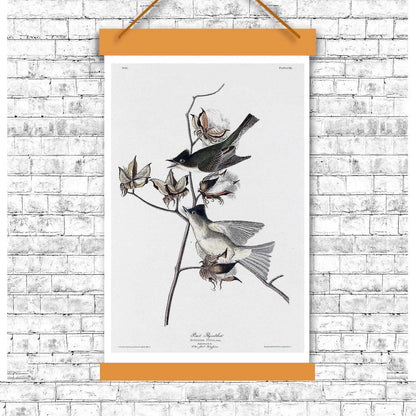 Pewit Flycatcher by John J. Audubon