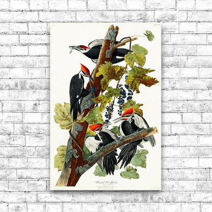 Pileated Woodpecker by John J. Audubon