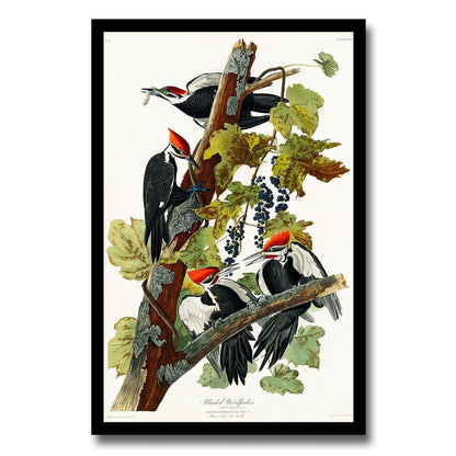 Pileated Woodpecker by John J. Audubon