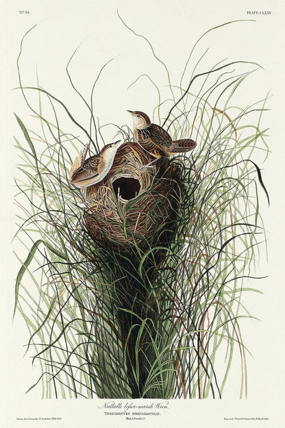 Nuttall's lesser-marsh Wren by John J. Audubon