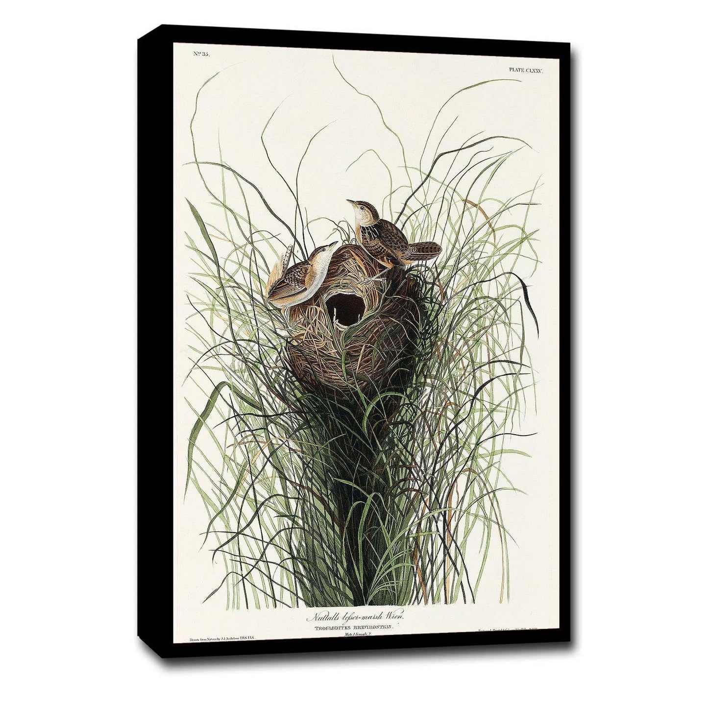 Nuttall's lesser-marsh Wren by John J. Audubon