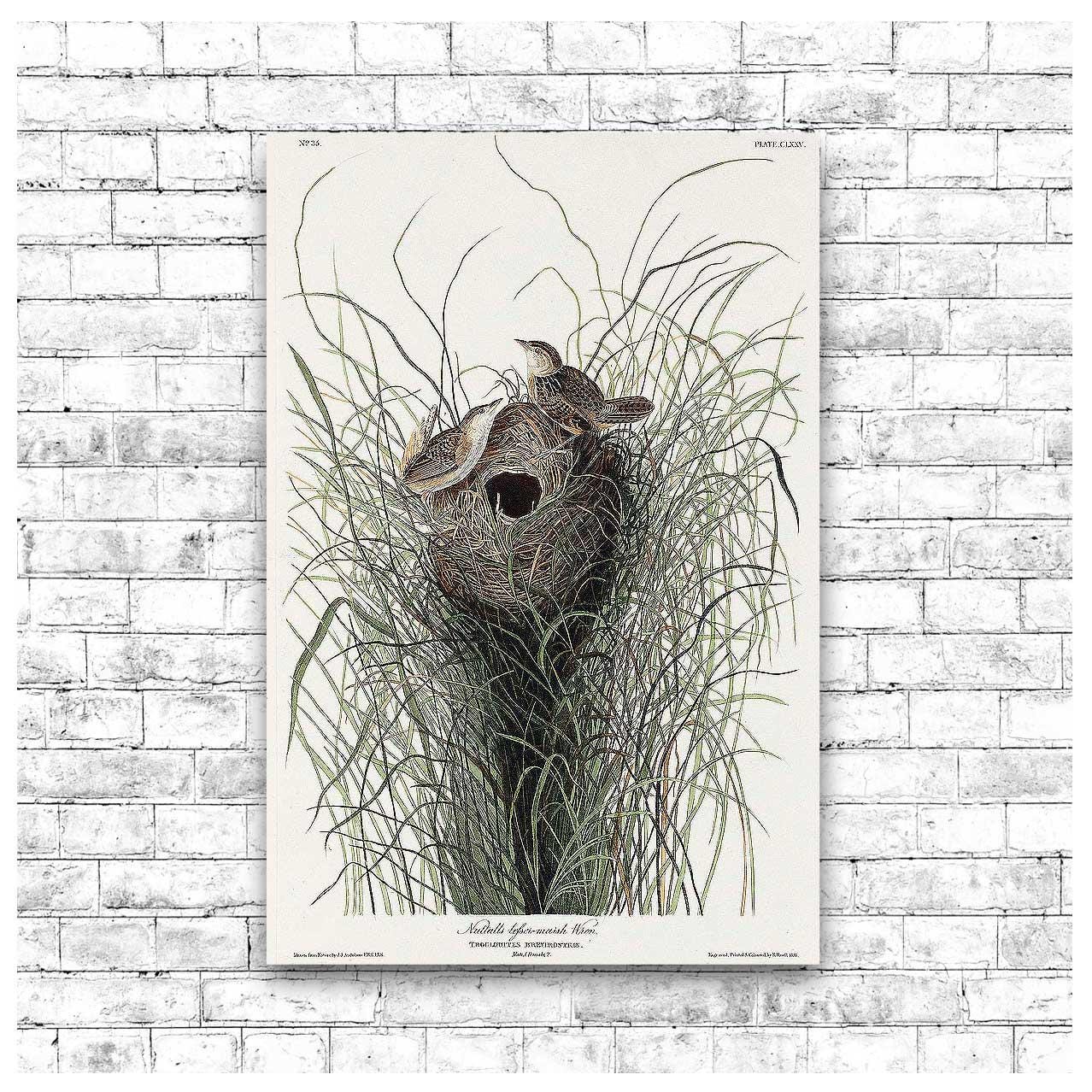 Nuttall's lesser-marsh Wren by John J. Audubon