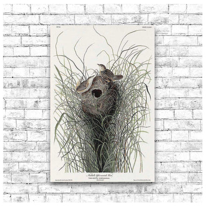 Nuttall's lesser-marsh Wren by John J. Audubon