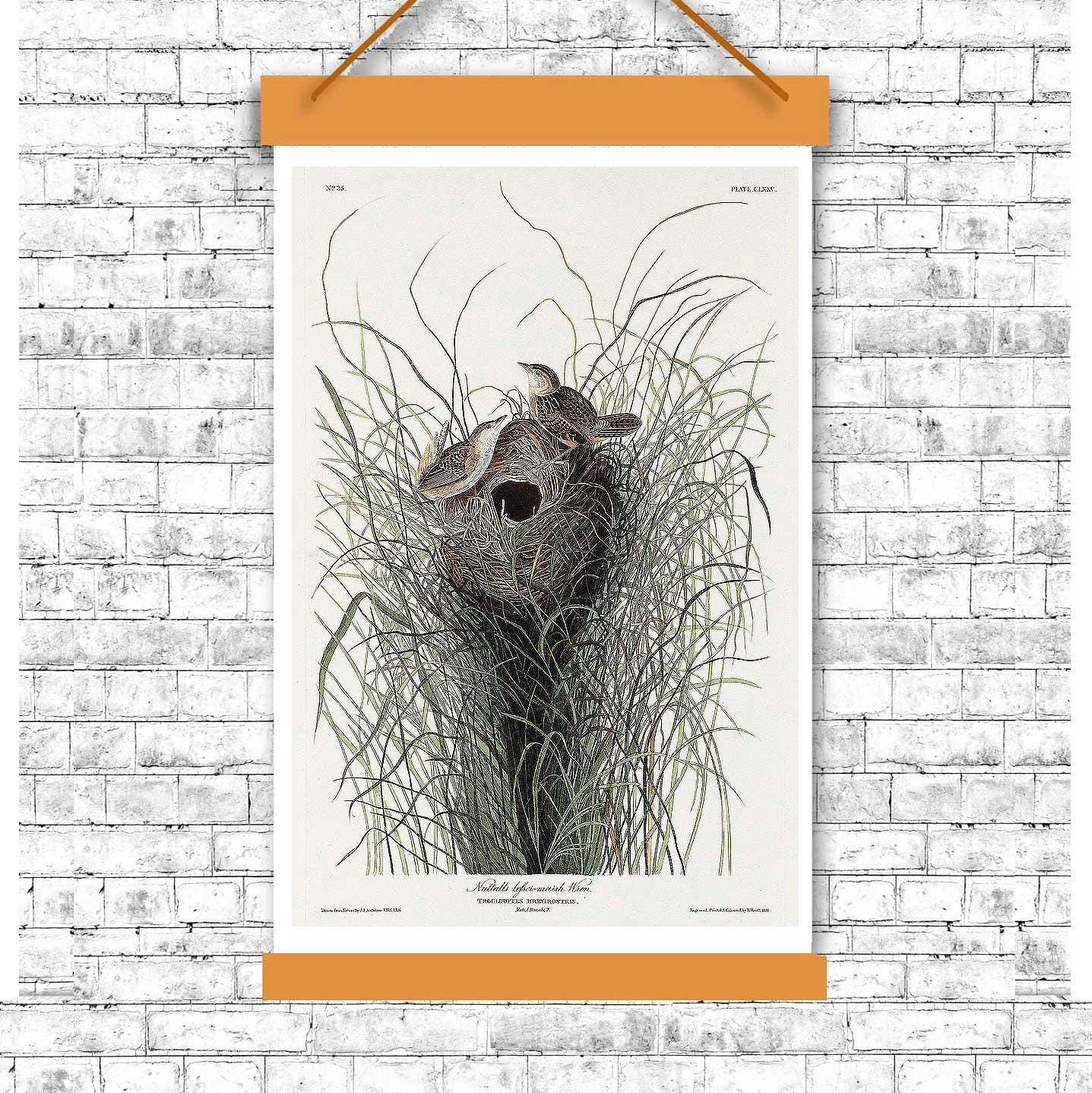 Nuttall's lesser-marsh Wren by John J. Audubon
