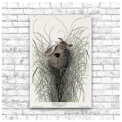 Nuttall's lesser-marsh Wren by John J. Audubon