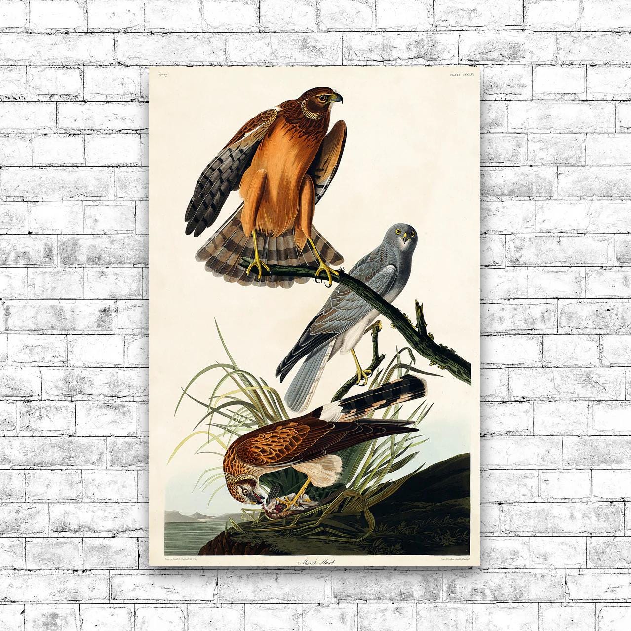 Marsh Hawk by John J. Audubon