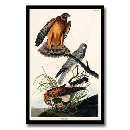 Marsh Hawk by John J. Audubon