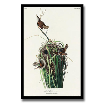 Marsh-Wren by John J. Audubon