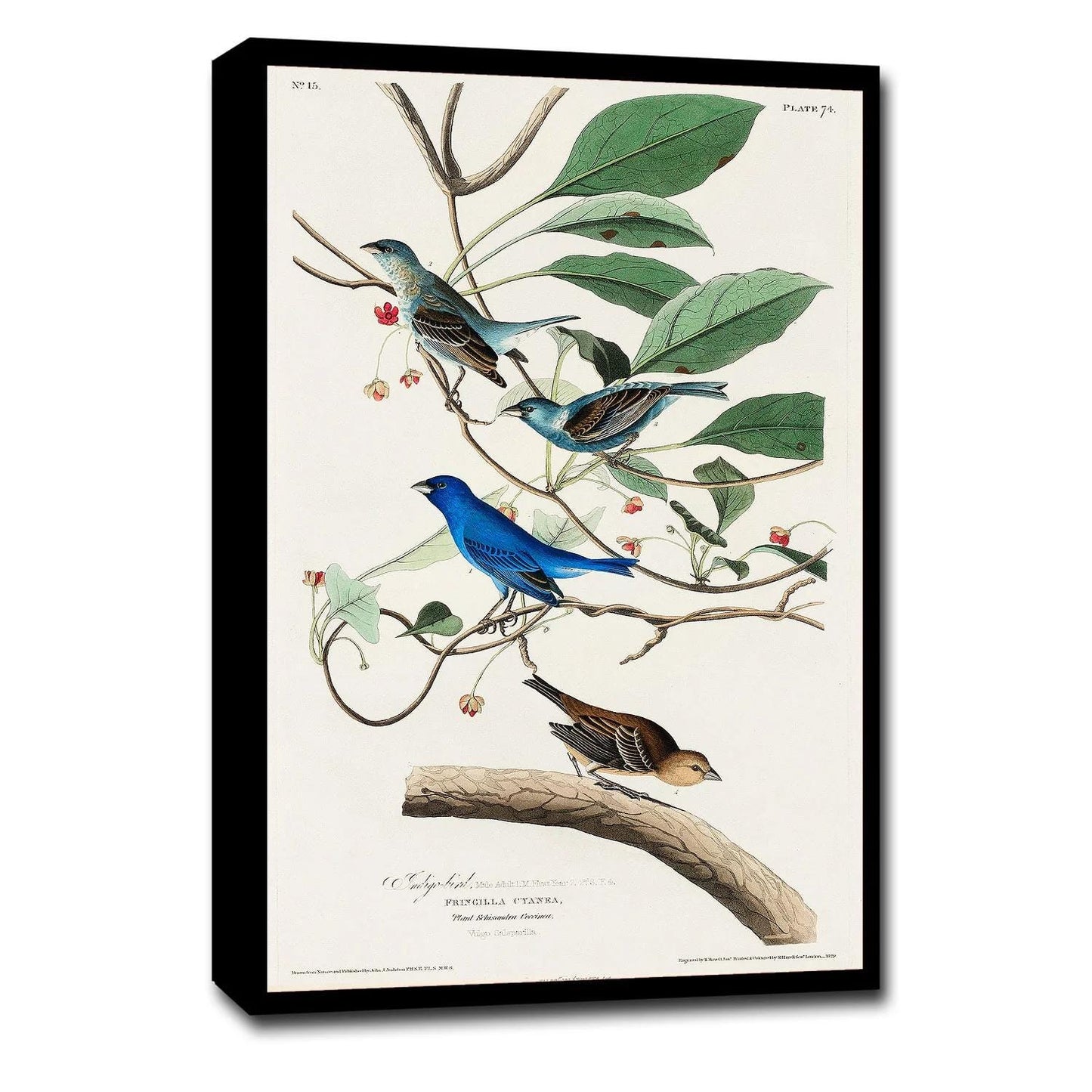 Indigo Bird by John J. Audubon