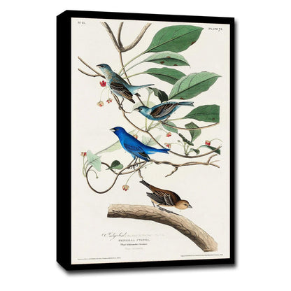 Indigo Bird by John J. Audubon