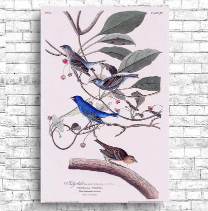 Indigo Bird by John J. Audubon