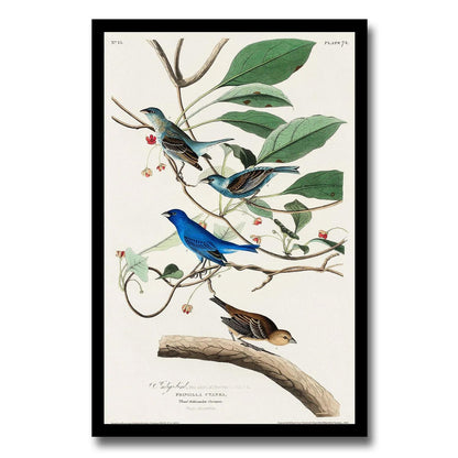 Indigo Bird by John J. Audubon