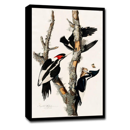Ivory-billed Woodpecker by John J. Audubon