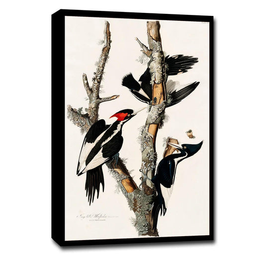Ivory-billed Woodpecker by John J. Audubon