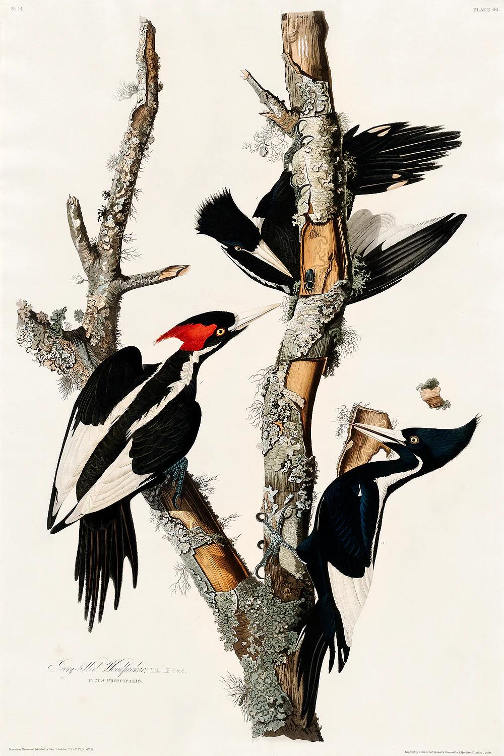 Ivory-billed Woodpecker by John J. Audubon