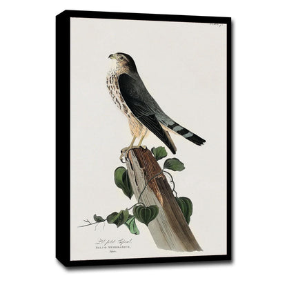 Le Petit Caporal by John J. Audubon - Available in 3 styles: Gallery Wrap, Color Border, & Blurred Mirror