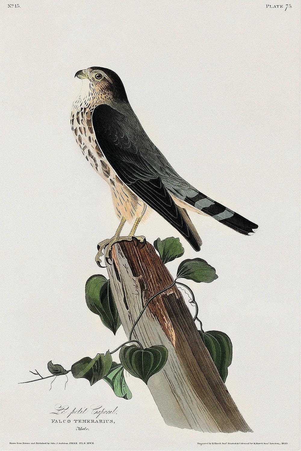 Le Petit Caporal by John J. Audubon - Available in 3 styles: Gallery Wrap, Color Border, & Blurred Mirror