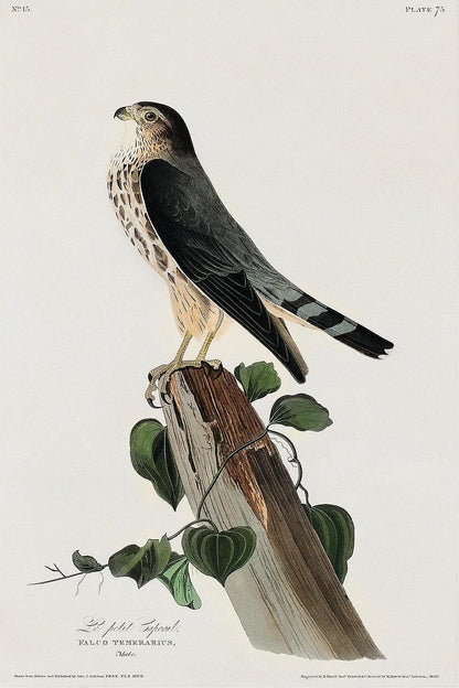 Le Petit Caporal by John J. Audubon - Available in 3 styles: Gallery Wrap, Color Border, & Blurred Mirror