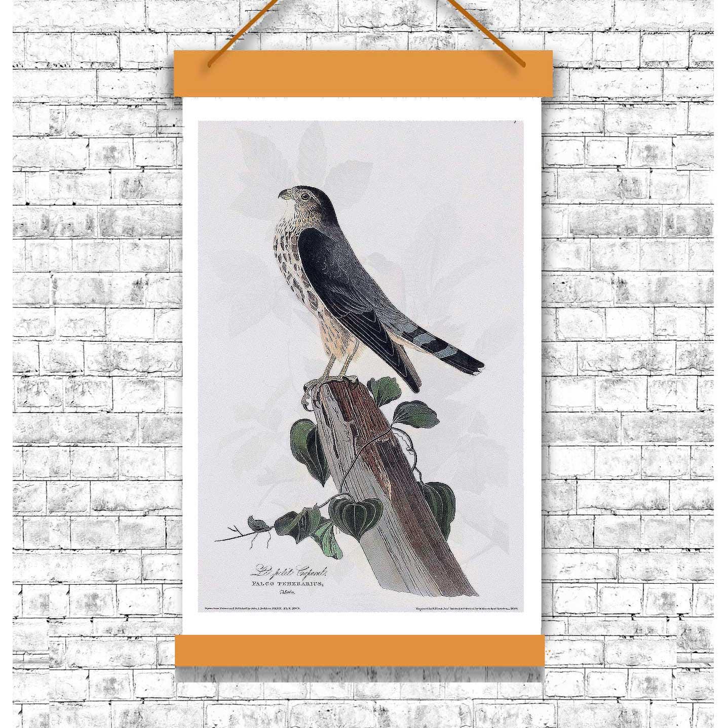 Le Petit Caporal by John J. Audubon - Available in 3 styles: Gallery Wrap, Color Border, & Blurred Mirror