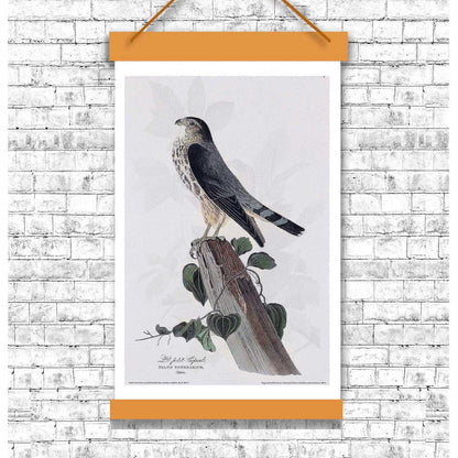 Le Petit Caporal by John J. Audubon - Available in 3 styles: Gallery Wrap, Color Border, & Blurred Mirror
