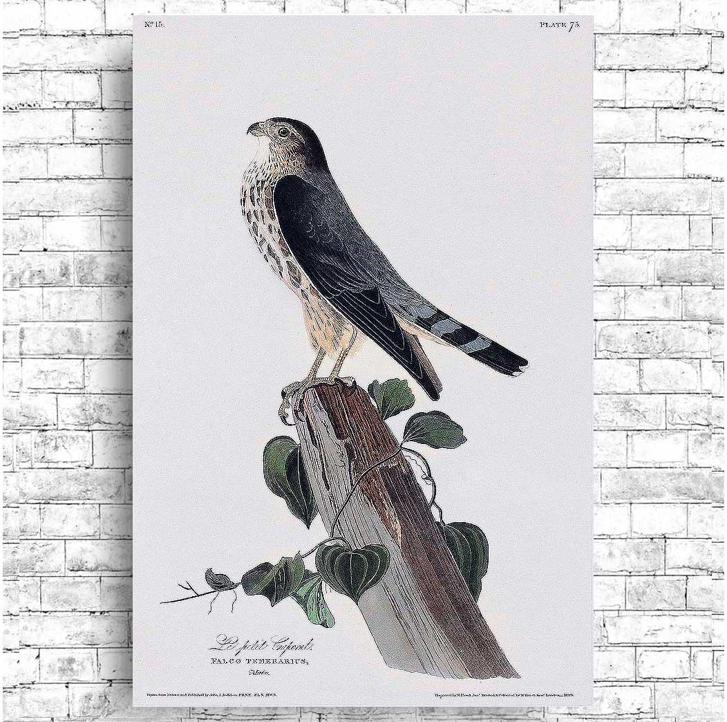 Le Petit Caporal by John J. Audubon - Available in 3 styles: Gallery Wrap, Color Border, & Blurred Mirror