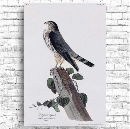 Le Petit Caporal by John J. Audubon - Available in 3 styles: Gallery Wrap, Color Border, & Blurred Mirror