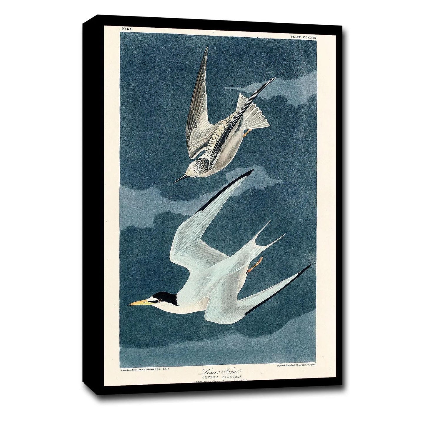 Lesser Tern by John J. Audubon