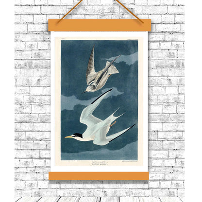 Lesser Tern by John J. Audubon