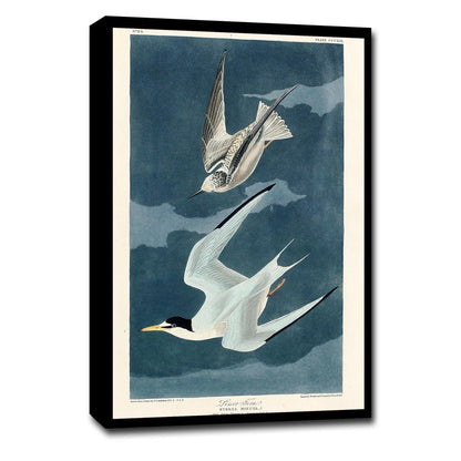 Lesser Tern by John J. Audubon