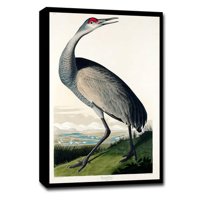 Hooping Crane with Head Up by John J. Audubon
