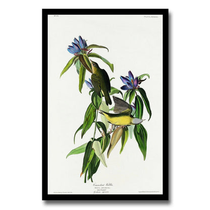 Connecticut Warbler by John J. Audubon