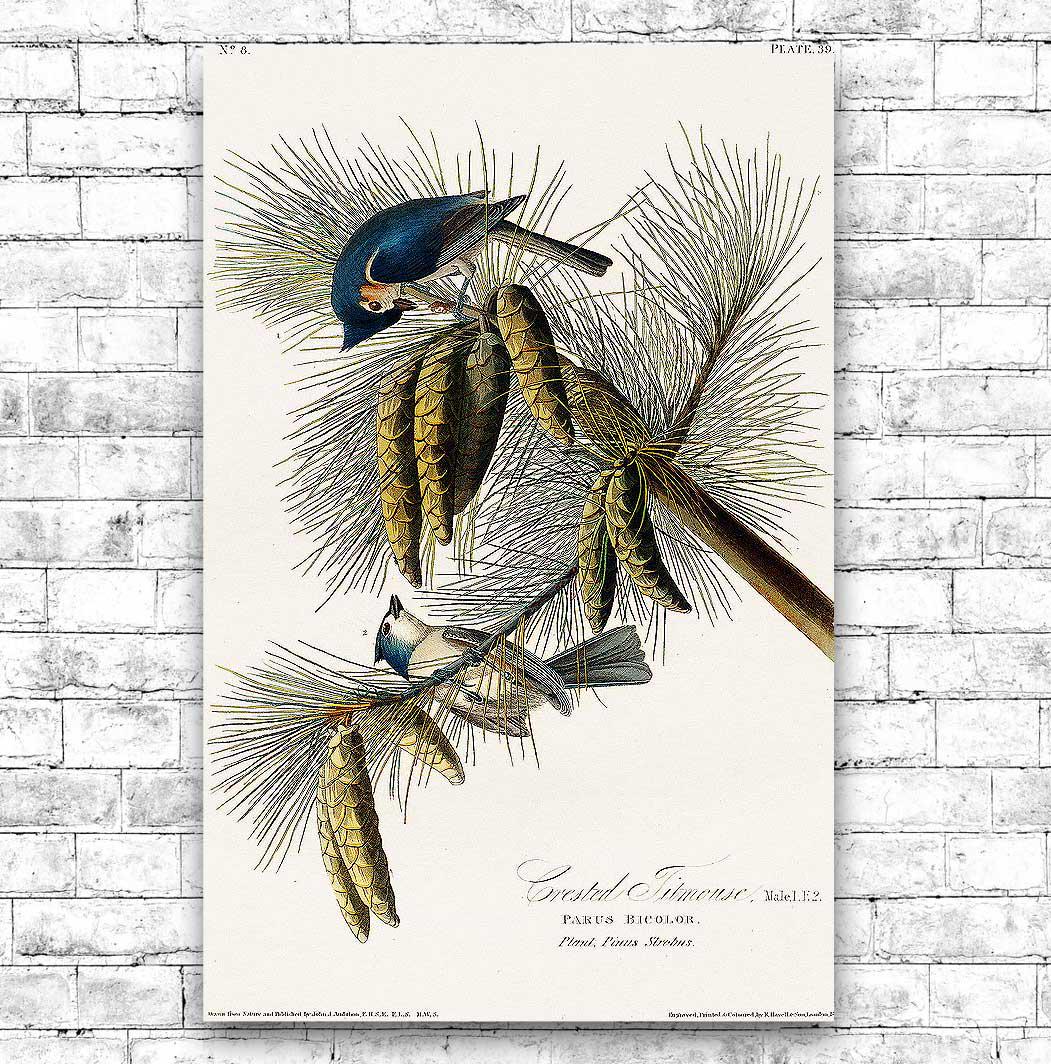 Crested Titmouse by John J. Audubon