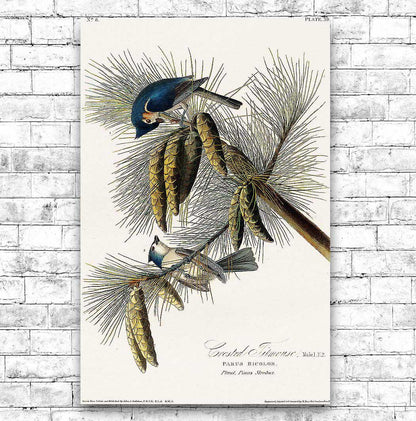 Crested Titmouse by John J. Audubon