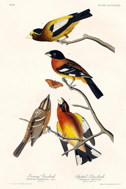 Evening Grosbeak and Spotted Grosbeak by John J. Audubon