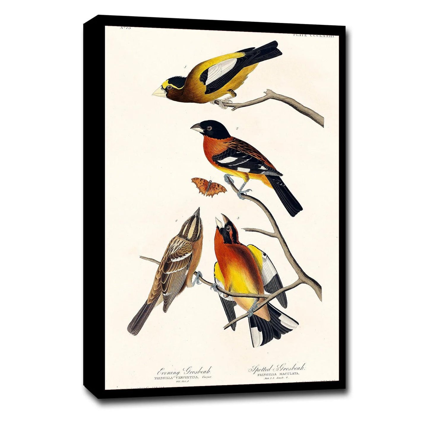 Evening Grosbeak and Spotted Grosbeak by John J. Audubon