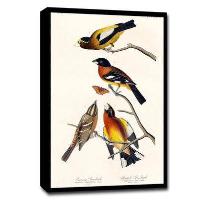 Evening Grosbeak and Spotted Grosbeak by John J. Audubon