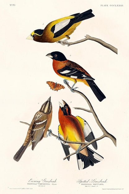 Evening Grosbeak and Spotted Grosbeak by John J. Audubon