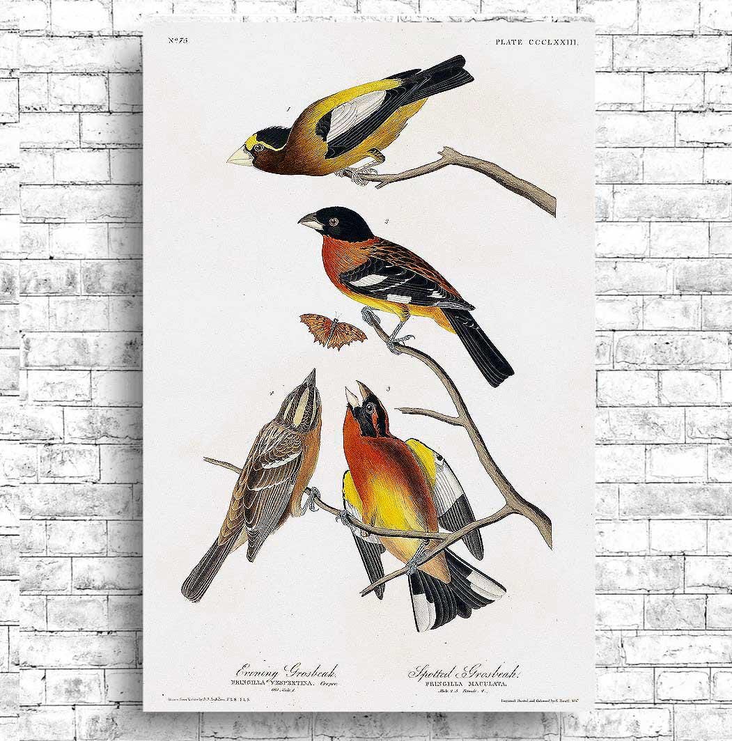 Evening Grosbeak and Spotted Grosbeak by John J. Audubon