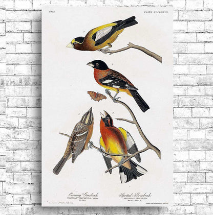 Evening Grosbeak and Spotted Grosbeak by John J. Audubon