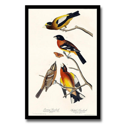 Evening Grosbeak and Spotted Grosbeak by John J. Audubon