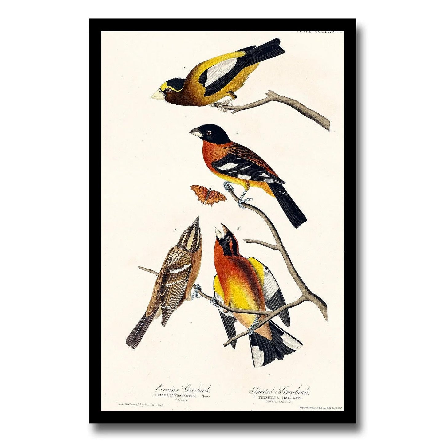 Evening Grosbeak and Spotted Grosbeak by John J. Audubon