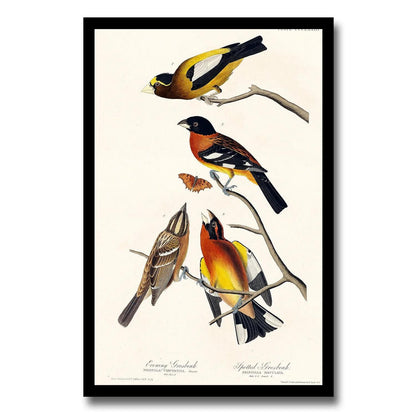 Evening Grosbeak and Spotted Grosbeak by John J. Audubon