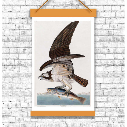 Fish Hawk, or Osprey by John J. Audubon