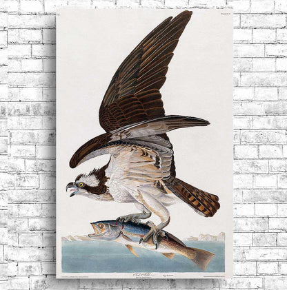 Fish Hawk, or Osprey by John J. Audubon