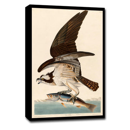 Fish Hawk, or Osprey by John J. Audubon